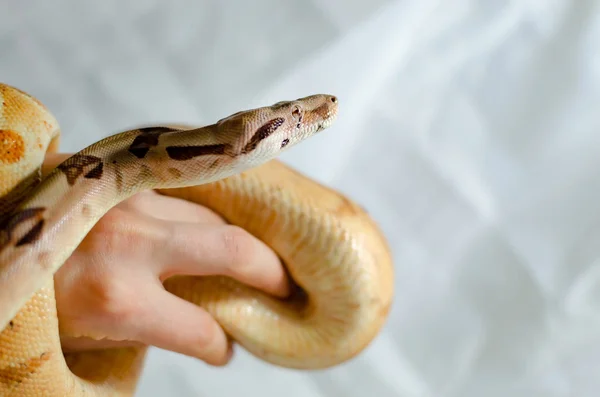 Boa Constrictor Imperator Saumon Animaux Exotiques Dans Environnement Humain Serpent — Photo