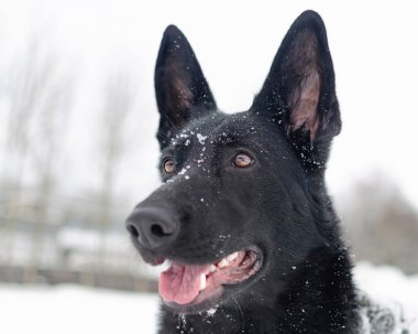 Doğu Avrupa çoban. Genç enerjik köpek yürüyor.