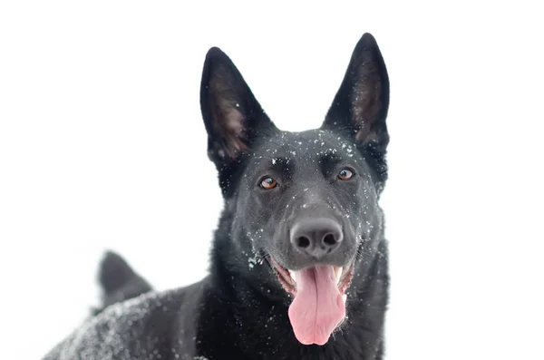 東ヨーロッパの羊飼い 若いエネルギッシュな犬と散歩します — ストック写真