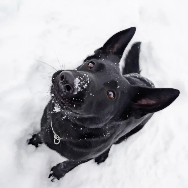 Öst Europeiska Herde Ung Energisk Hund Promenader Unga Hunden Lyssnar — Stockfoto