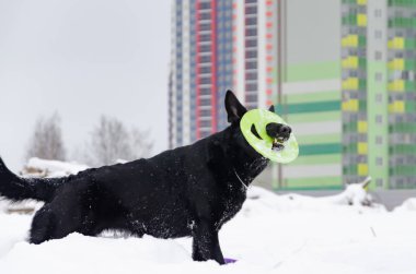 Doğu Avrupa çoban. Genç enerjik köpek yürüyor. Genç köpek onun sahibi ile oynuyor. İtaatkar ve akıllı köpek. 