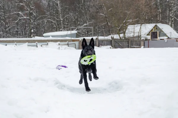 East European Shepherd. Young energetic dog walks. Young dog plays with its owner. Obedient and intelligent dog.