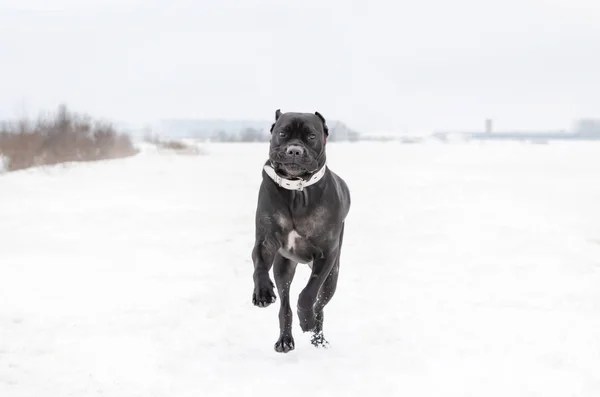 Cane Corso Körs Över Fältet Ung Energisk Hund Promenader Gångavstånd — Stockfoto