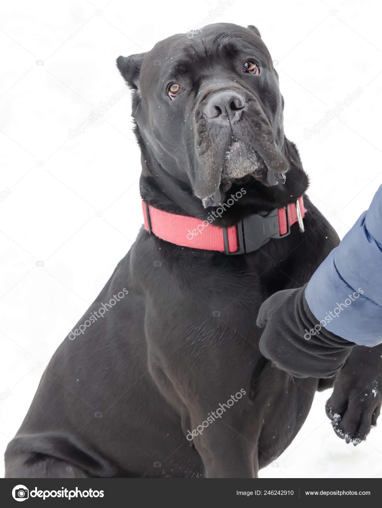 Cane Corso Young Dog Plays Its Owner Dog Executes Commands — Stock