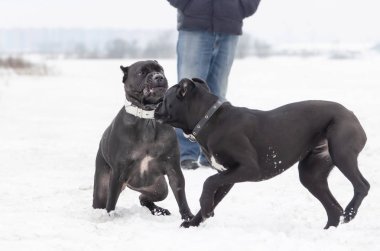Cane Corso. Köpekler birbirleriyle oynamak. Kışın açık havada yürüyüş. Nasıl senin evde beslenen hayvan--dan hipotermi korumak için. 