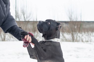 Cane Corso. Genç köpek onun sahibi ile oynuyor. Köpek komutları yürütür. Kışın açık havada yürüyüş. Nasıl senin evde beslenen hayvan--dan hipotermi korumak için. 