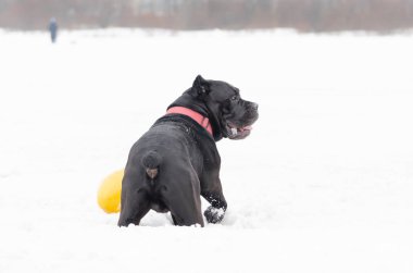Cane Corso. Genç köpek oyuncaklarla oynar. Kışın açık havada yürüyüş. Nasıl senin evde beslenen hayvan--dan hipotermi korumak için.