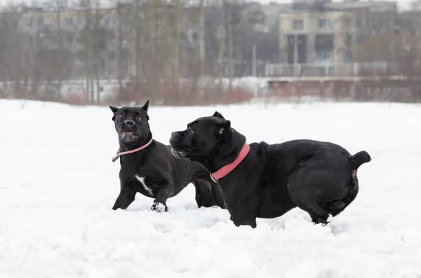 Cane Corso. Dogs play with each other. Walking outdoors in the winter.  How to protect your pet from hypothermia.