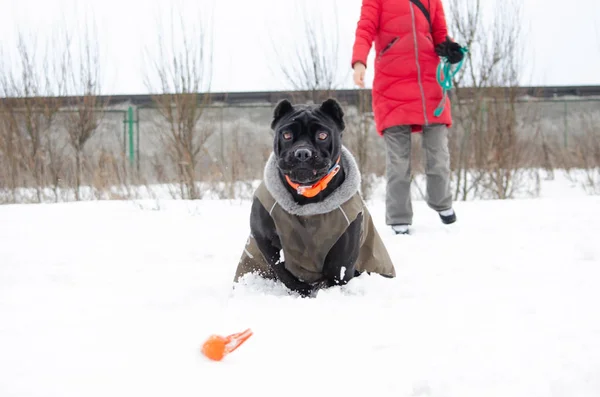 Cane Corso. Young dog plays with its owner. Dog executes commands. Walking outdoors in the winter.  How to protect your pet from hypothermia.