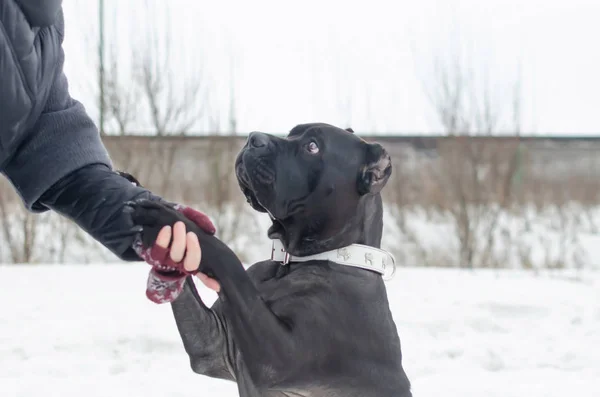 Cane Corso. Young dog plays with its owner. Dog executes commands. Walking outdoors in the winter.  How to protect your pet from hypothermia.