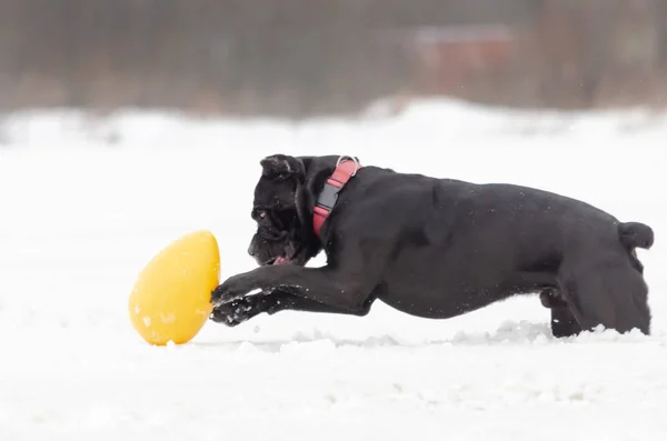 Cane Corso. Young dog plays with toys. Walking outdoors in the winter.  How to protect your pet from hypothermia.