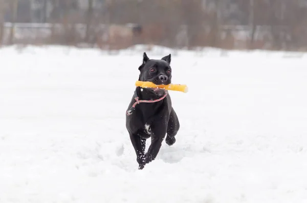 Cane Corso Ung Hund Leker Med Leksaker Gångavstånd Utomhus Vintern — Stockfoto