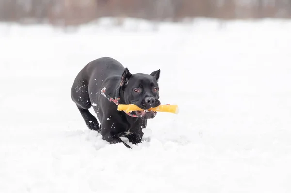 Cane Corso Ung Hund Leker Med Leksaker Gångavstånd Utomhus Vintern — Stockfoto