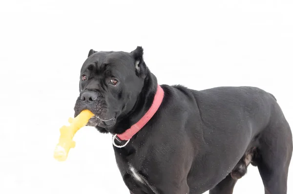 Cane Corso Cão Jovem Brinca Com Brinquedos Caminhando Livre Inverno — Fotografia de Stock