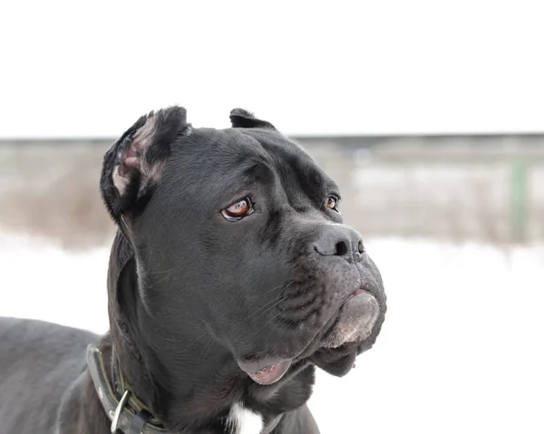 Cane Corso Portret Jonge Energieke Hond Loopt Wandelen Buiten Winter — Stockfoto