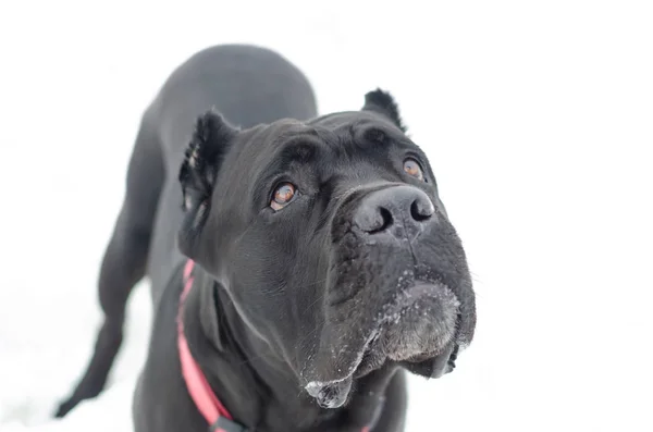 甘蔗科索肖像 年轻精力充沛的狗走 冬天在户外散步 如何保护你的宠物免受体温过低 — 图库照片