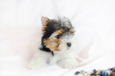 Beyaz bir arka plan üzerinde iki aylık köpek yavrusu Biewer-Yorkshire korkunç. 