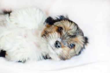 Beyaz bir arka plan üzerinde iki aylık köpek yavrusu Biewer-Yorkshire korkunç. 