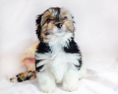 İki ay önce beyaz bir arka plan üzerinde Biewer-Yorkshire Terrier köpek yavrusu. Deniz kabuğu ile köpek.