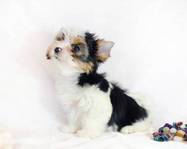 Beyaz bir arka plan üzerinde iki aylık köpek yavrusu Biewer-Yorkshire korkunç. 