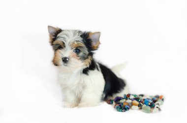 İki ay önce beyaz bir arka plan üzerinde Biewer-Yorkshire Terrier köpek yavrusu. Köpek renkli süslemeleri ile.
