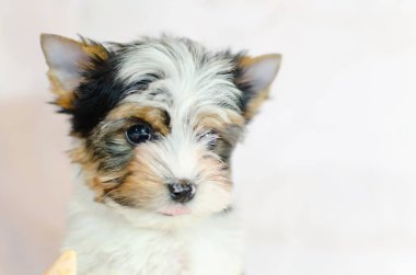 İki ay önce beyaz bir arka plan üzerinde Biewer-Yorkshire Terrier köpek yavrusu. Deniz kabuğu ile köpek.