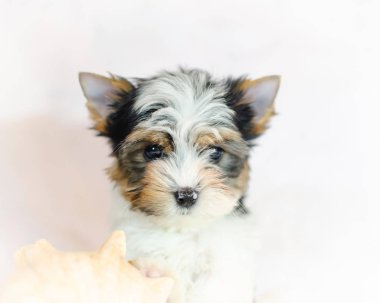 İki ay önce beyaz bir arka plan üzerinde Biewer-Yorkshire Terrier köpek yavrusu. Deniz kabuğu ile köpek.
