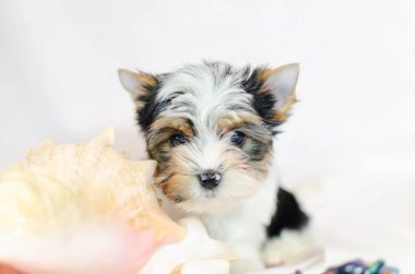 İki ay önce beyaz bir arka plan üzerinde Biewer-Yorkshire Terrier köpek yavrusu. Deniz kabuğu ile köpek.
