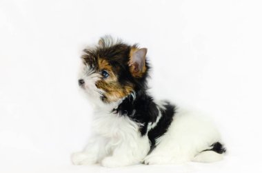 Beyaz bir arka plan üzerinde iki aylık köpek yavrusu Biewer-Yorkshire korkunç. 