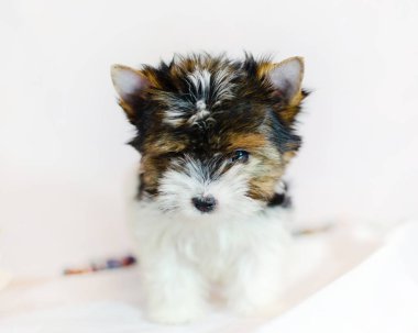 İki ay önce beyaz bir arka plan üzerinde Biewer-Yorkshire Terrier köpek yavrusu. Köpek renkli süslemeleri ile.