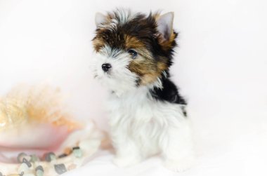İki ay önce beyaz bir arka plan üzerinde Biewer-Yorkshire Terrier köpek yavrusu. Deniz kabuğu ile köpek.
