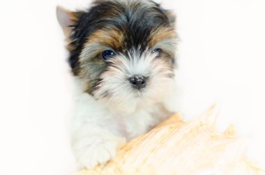 İki ay önce beyaz bir arka plan üzerinde Biewer-Yorkshire Terrier köpek yavrusu. Deniz kabuğu ile köpek.