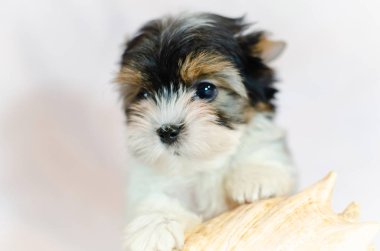 İki ay önce beyaz bir arka plan üzerinde Biewer-Yorkshire Terrier köpek yavrusu. Deniz kabuğu ile köpek.