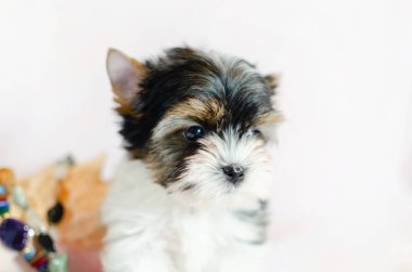 İki ay önce beyaz bir arka plan üzerinde Biewer-Yorkshire Terrier köpek yavrusu. Deniz kabuğu ile köpek.