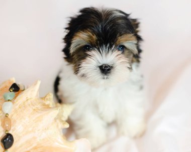 İki ay önce beyaz bir arka plan üzerinde Biewer-Yorkshire Terrier köpek yavrusu. Deniz kabuğu ile köpek.