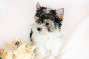 İki ay önce beyaz bir arka plan üzerinde Biewer-Yorkshire Terrier köpek yavrusu. Deniz kabuğu ile köpek.