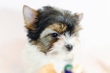 İki ay önce beyaz bir arka plan üzerinde Biewer-Yorkshire Terrier köpek yavrusu. Deniz kabuğu ile köpek.