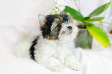 İki ay önce beyaz bir arka plan üzerinde Biewer-Yorkshire Terrier köpek yavrusu. Köpek çiçekli.