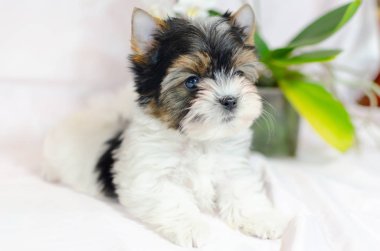 İki ay önce beyaz bir arka plan üzerinde Biewer-Yorkshire Terrier köpek yavrusu. Köpek çiçekli.