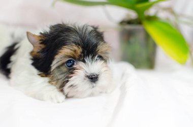İki ay önce beyaz bir arka plan üzerinde Biewer-Yorkshire Terrier köpek yavrusu. Köpek çiçekli.