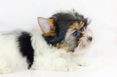 Beyaz bir arka plan üzerinde iki aylık köpek yavrusu Biewer-Yorkshire korkunç. 