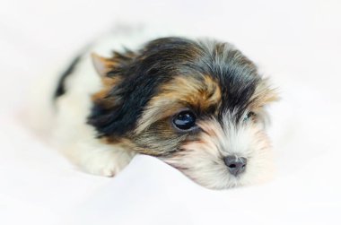 Beyaz bir arka plan üzerinde iki aylık köpek yavrusu Biewer-Yorkshire korkunç. 