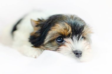 Beyaz bir arka plan üzerinde iki aylık köpek yavrusu Biewer-Yorkshire korkunç. 