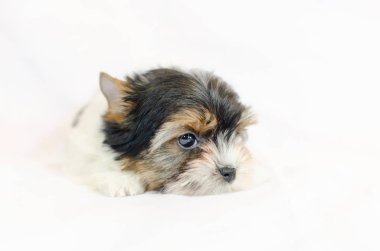 Beyaz bir arka plan üzerinde iki aylık köpek yavrusu Biewer-Yorkshire korkunç. 