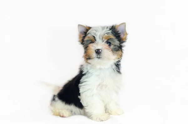 Chiot Deux Mois Biewer Yorkshire Terrier Sur Fond Blanc — Photo