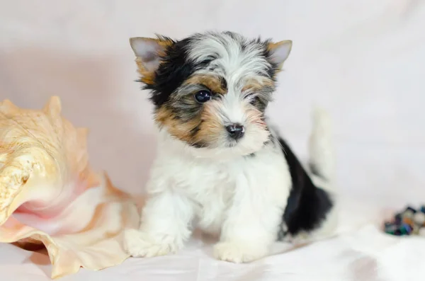 Κουτάβι Δύο Μηνών Biewer Yorkshire Terrier Λευκό Φόντο Σκύλος Κοχύλι — Φωτογραφία Αρχείου