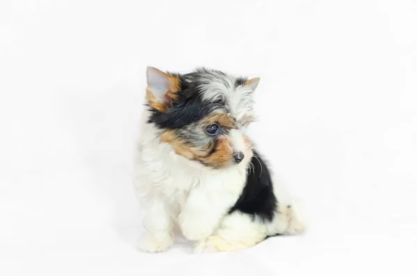 Cachorro Dos Meses Biewer Yorkshire Terrier Sobre Fondo Blanco —  Fotos de Stock