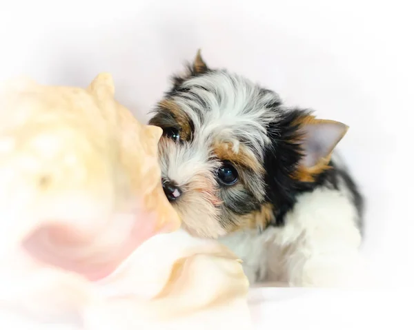 Κουτάβι Δύο Μηνών Biewer Yorkshire Terrier Λευκό Φόντο Σκύλος Κοχύλι — Φωτογραφία Αρχείου