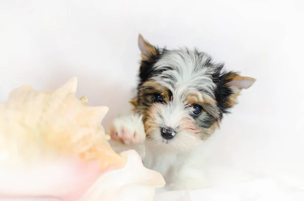 Dwa Miesięczne Szczenię Rasy Biewer Yorkshire Terrier Białym Tle Pies — Zdjęcie stockowe