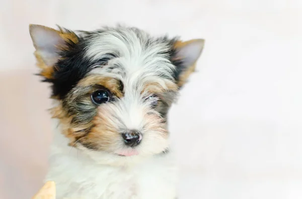 Zwei Monate Alter Welpe Biewer Yorkshire Terrier Auf Weißem Hintergrund — Stockfoto